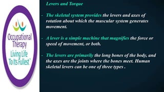 Levers and Torque
- The skeletal system provides the levers and axes of
rotation about which the muscular system generates
movement.
- A lever is a simple machine that magnifies the force or
speed of movement, or both.
- The levers are primarily the long bones of the body, and
the axes are the joints where the bones meet. Human
skeletal levers can be one of three types .
 
