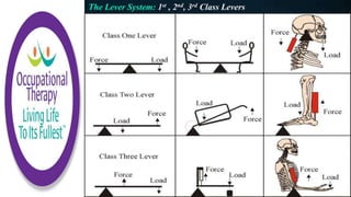 The Lever System: 1st , 2nd, 3rd Class Levers
 