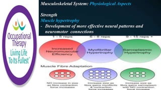 Musculoskeletal System: Physiological Aspects
Strength
Muscle hypertrophy
- Development of more effective neural patterns and
neuromotor connections
 