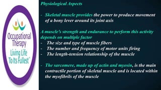 Physiological Aspects
- Skeletal muscle provides the power to produce movement
of a bony lever around its joint axis
A muscle’s strength and endurance to perform this activity
depends on multiple factor
- The size and type of muscle fibers
- The number and frequency of motor units firing
- The length-tension relationship of the muscle
- The sarcomere, made up of actin and myosin, is the main
contractile portion of skeletal muscle and is located within
the myofibrils of the muscle
 