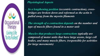 Physiological Aspects
- In a lengthening position (eccentric contraction), cross-
bridges are broken down and reformed as the actin is
pulled away from the myosin filaments
- The strength of a contraction depends on the number and
type of muscle fibers found in a motor unit
- Muscles that produces large contractions typically are
composed of motor units that have large axons, large cell
bodies, and many muscle fibers. (responsible for activities
for large movements)
 