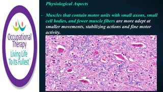 Physiological Aspects
- Muscles that contain motor units with small axons, small
cell bodies, and fewer muscle fibers are more adept at
smaller movements, stabilizing actions and fine motor
activity.
 