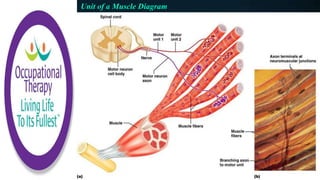 Unit of a Muscle Diagram
 