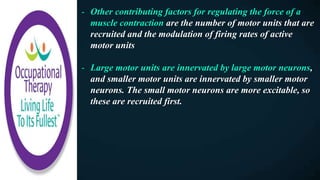 - Other contributing factors for regulating the force of a
muscle contraction are the number of motor units that are
recruited and the modulation of firing rates of active
motor units
- Large motor units are innervated by large motor neurons,
and smaller motor units are innervated by smaller motor
neurons. The small motor neurons are more excitable, so
these are recruited first.
 