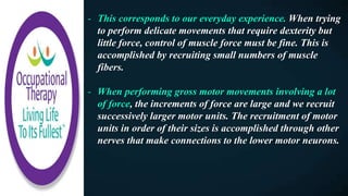 - This corresponds to our everyday experience. When trying
to perform delicate movements that require dexterity but
little force, control of muscle force must be fine. This is
accomplished by recruiting small numbers of muscle
fibers.
- When performing gross motor movements involving a lot
of force, the increments of force are large and we recruit
successively larger motor units. The recruitment of motor
units in order of their sizes is accomplished through other
nerves that make connections to the lower motor neurons.
 