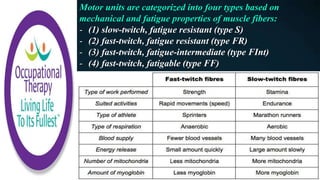 Motor units are categorized into four types based on
mechanical and fatigue properties of muscle fibers:
- (1) slow-twitch, fatigue resistant (type S)
- (2) fast-twitch, fatigue resistant (type FR)
- (3) fast-twitch, fatigue-intermediate (type FInt)
- (4) fast-twitch, fatigable (type FF)
 