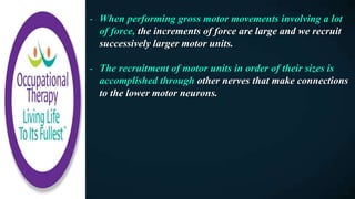 - When performing gross motor movements involving a lot
of force, the increments of force are large and we recruit
successively larger motor units.
- The recruitment of motor units in order of their sizes is
accomplished through other nerves that make connections
to the lower motor neurons.
 