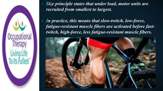 - Size principle states that under load, motor units are
recruited from smallest to largest.
- In practice, this means that slow-twitch, low-force,
fatigue-resistant muscle fibers are activated before fast-
twitch, high-force, less fatigue-resistant muscle fibers.
 