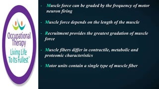 - Muscle force can be graded by the frequency of motor
neuron firing
- Muscle force depends on the length of the muscle
- Recruitment provides the greatest gradation of muscle
force
- Muscle fibers differ in contractile, metabolic and
proteomic characteristics
- Motor units contain a single type of muscle fiber
 