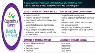 Characteristic of muscles with stabilizer and mobiliser role
Muscle control of load transfer across the lumbar spine
 