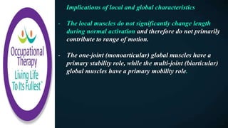 Implications of local and global characteristics
- The local muscles do not significantly change length
during normal activation and therefore do not primarily
contribute to range of motion.
- The one-joint (monoarticular) global muscles have a
primary stability role, while the multi-joint (biarticular)
global muscles have a primary mobility role.
 