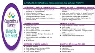 Local and global muscle characteristics and general features
 