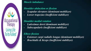 Muscle imbalance
Shoulder abduction or flexion
- Scapular elevators (dominant mobilizer)
- Lower trapezius (inefficient stabilizer)
Shoulder medial rotation
- Latissimus dorsi (dominant mobilizer)
- Subscapularis (inefficient stabilizer)
Elbow flexion
- Extensor carpi radialis longus (dominant mobilizer)
- Brachialis & biceps (inefficient stabilizer)
 