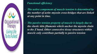 Functional efficiency
- The active component of muscle tension is determined by
the number of actin–myosin cross-bridges that are linked
at any point in time.
- The passive tension property of muscle is largely due to
the elastic titin filaments which anchor the myosin chain
to the Z band. Other connective tissue structures within
muscle only contribute partially to passive tension
 