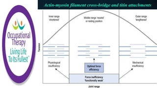 Actin-myosin filament cross-bridge and titin attachments
 