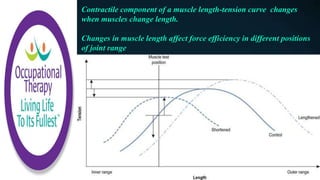 Contractile component of a muscle length-tension curve changes
when muscles change length.
Changes in muscle length affect force efficiency in different positions
of joint range
 