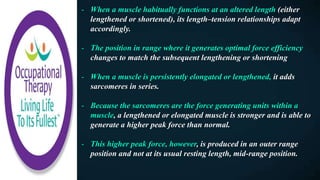 - When a muscle habitually functions at an altered length (either
lengthened or shortened), its length–tension relationships adapt
accordingly.
- The position in range where it generates optimal force efficiency
changes to match the subsequent lengthening or shortening
- When a muscle is persistently elongated or lengthened, it adds
sarcomeres in series.
- Because the sarcomeres are the force generating units within a
muscle, a lengthened or elongated muscle is stronger and is able to
generate a higher peak force than normal.
- This higher peak force, however, is produced in an outer range
position and not at its usual resting length, mid-range position.
 