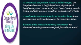 - At the muscle test position (inner to middle range), the
lengthened muscle is inefficient due to physiological
insufficiency, and consequently tests ‘weak’ during muscle
testing and fatigues more readily in postural control tasks.
- A persistently shortened muscle, on the other hand, loses
sarcomeres in series and increases in connective tissue.
- Because of the reduced number of sarcomeres, the
shortened muscle generates less peak force than normal..
 