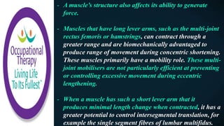 - A muscle’s structure also affects its ability to generate
force.
- Muscles that have long lever arms, such as the multi-joint
rectus femoris or hamstrings, can contract through a
greater range and are biomechanically advantaged to
produce range of movement during concentric shortening.
These muscles primarily have a mobility role. These multi-
joint mobilisers are not particularly efficient at preventing
or controlling excessive movement during eccentric
lengthening.
- When a muscle has such a short lever arm that it
produces minimal length change when contracted, it has a
greater potential to control intersegmental translation, for
example the single segment fibres of lumbar multifidus.
 