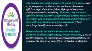 - The smaller one-joint muscles with short lever arms, such
as subscapularis or iliacus, are not biomechanically
efficient to produce forceful or high speed movement
during concentric shortening. However, they are more
efficient during eccentric lengthening to control excessive
movement and to decelerate momentum and therefore are
more able to protect tissues from overstrain. These
muscles primarily have a stability role.
- When a muscle has such a short lever arm that it
produces minimal length change when contracted, it has a
greater potential to control intersegmental translation, for
example the single segment fibres of lumbar multifidus.
 