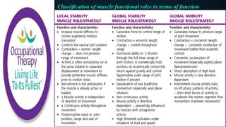Classification of muscle functional roles in terms of function
 