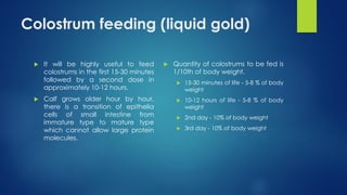 Comprehensive Guide to Optimizing Calf Health and Growth for Dairy ...