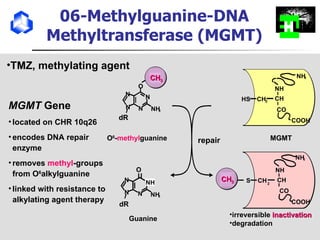 06-Methylguanine-DNA Methyltransferase (MGMT) N N N N O dR MGMT  Gene located on CHR 10q26 encodes DNA repair enzyme removes  methyl -groups from O 6 alkylguanine  linked with resistance to alkylating agent therapy TMZ, methylating agent NH 2 O 6 - methyl guanine CH 3 MGMT NH 2 NH CH 2 CH CO COOH HS repair Guanine N N N NH 2 O  dR NH irreversible  inactivation degradation NH 2 NH CH CH CO COOH S 2 CH 3 