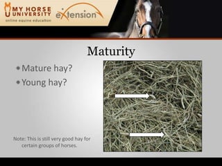 MaturityMature hay?Young hay?Note: This is still very good hay forcertain groups of horses.