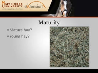 MaturityMature hay?Young hay?