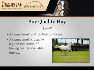 Buy Quality HaySmellA sweet smell is attractive to horses.A sweet smell is usuallya good indication ofhaving readily availableenergy.