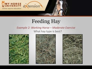 Feeding HayExample 2: Working Horse – Moderate ExerciseWhat hay type is best?