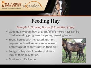 Feeding HayExample 3: Growing Horses (12 months of age)Good quality grass hay, or grass/alfalfa mixed hays can be used in feeding programs for young, growing horses.Young horses with increased nutrientrequirements will require an increasedpercentage of concentrates in their diet.Forage or hay should makeup at least50% of their daily ration.Must watch Ca:P ratio.