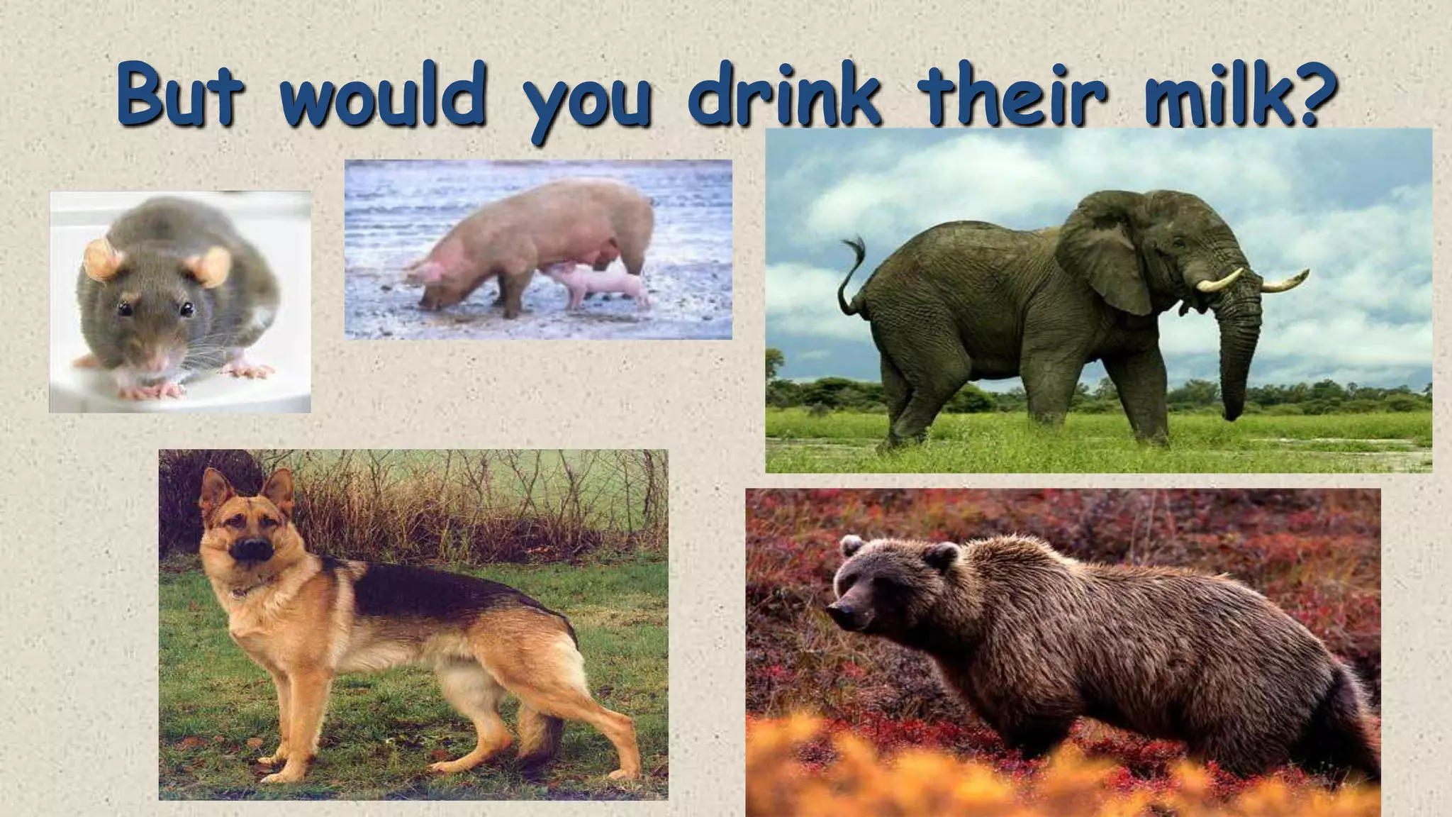 But would you drink their milk?

 