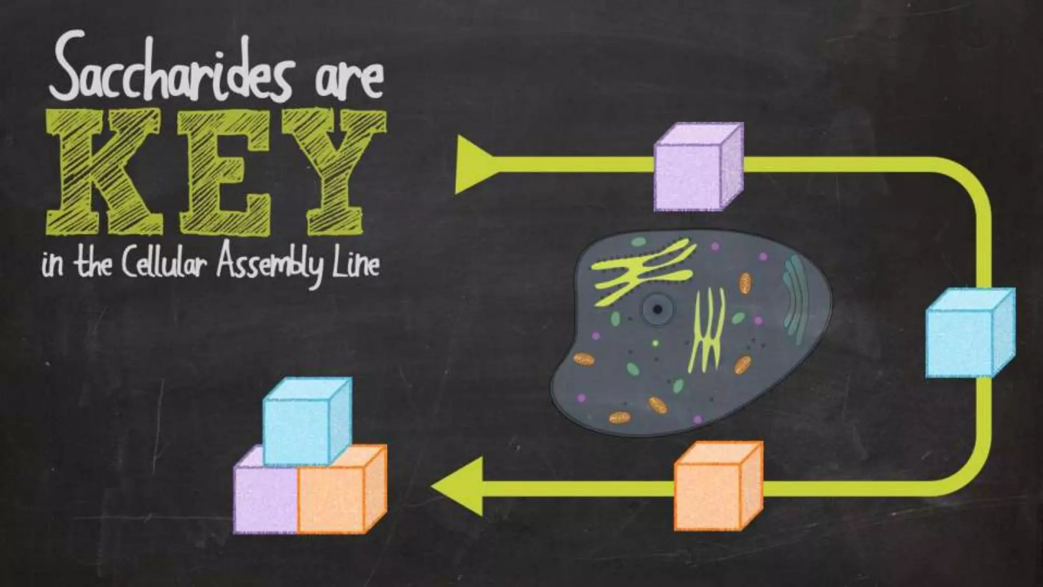 Optimizing Your Health Through Proper Nutrition & Exercise