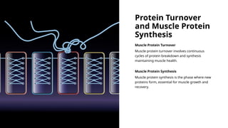 Protein Muscle Cycle Optimizing Protein Intake for Effective Muscle Growth.pptx