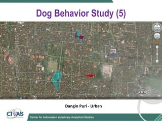 Optimizing rabies control in Bali: An EcoHealth approach