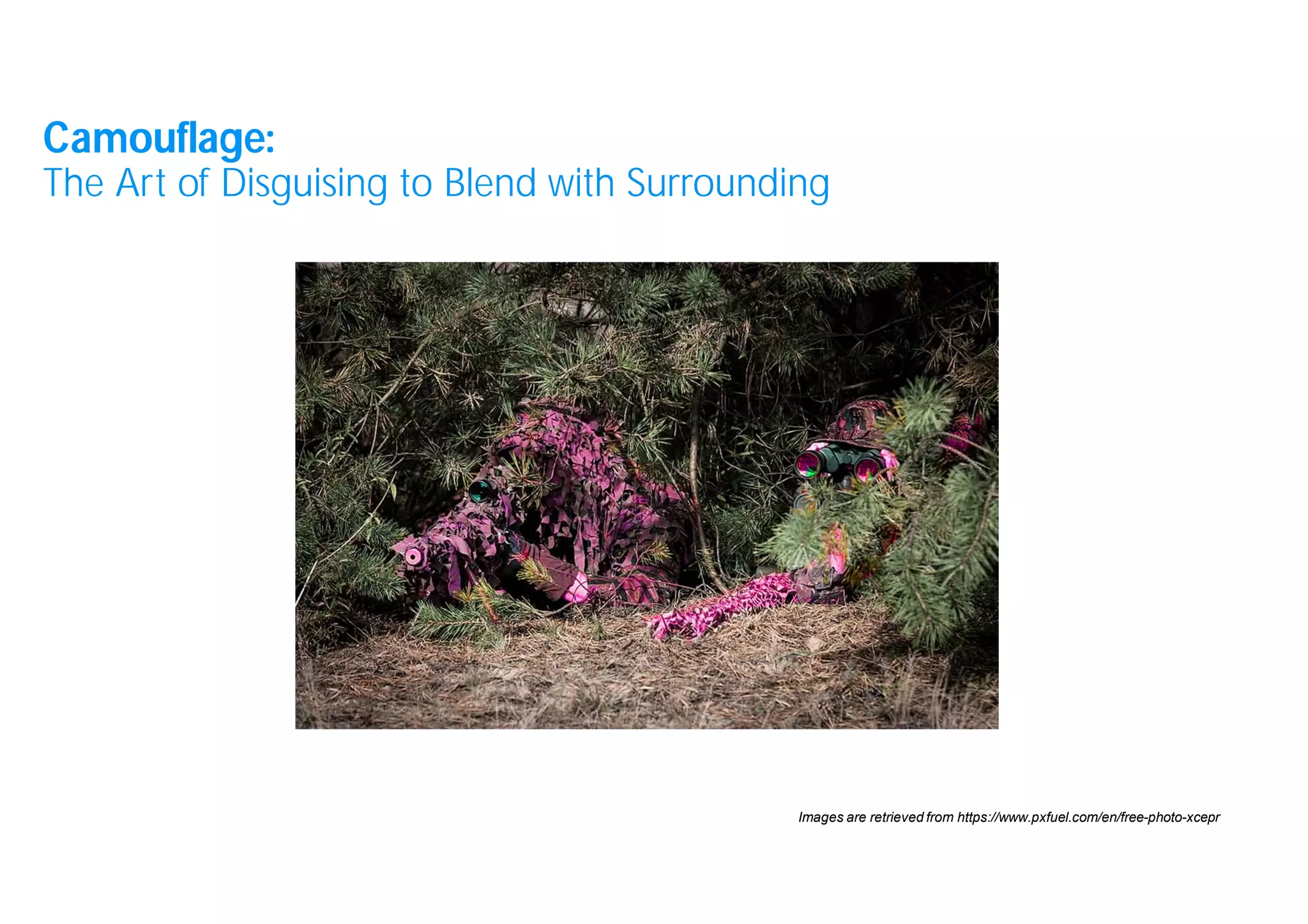 3
Images are retrieved from https://www.pxfuel.com/en/free-photo-xcepr
Camouflage:
The Art of Disguising to Blend with Surrounding
 