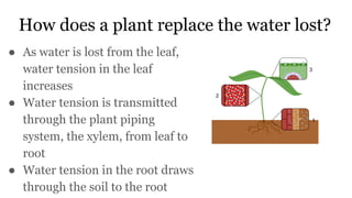 How does a plant replace the water lost?
● As water is lost from the leaf,
water tension in the leaf
increases
● Water tension is transmitted
through the plant piping
system, the xylem, from leaf to
root
● Water tension in the root draws
through the soil to the root