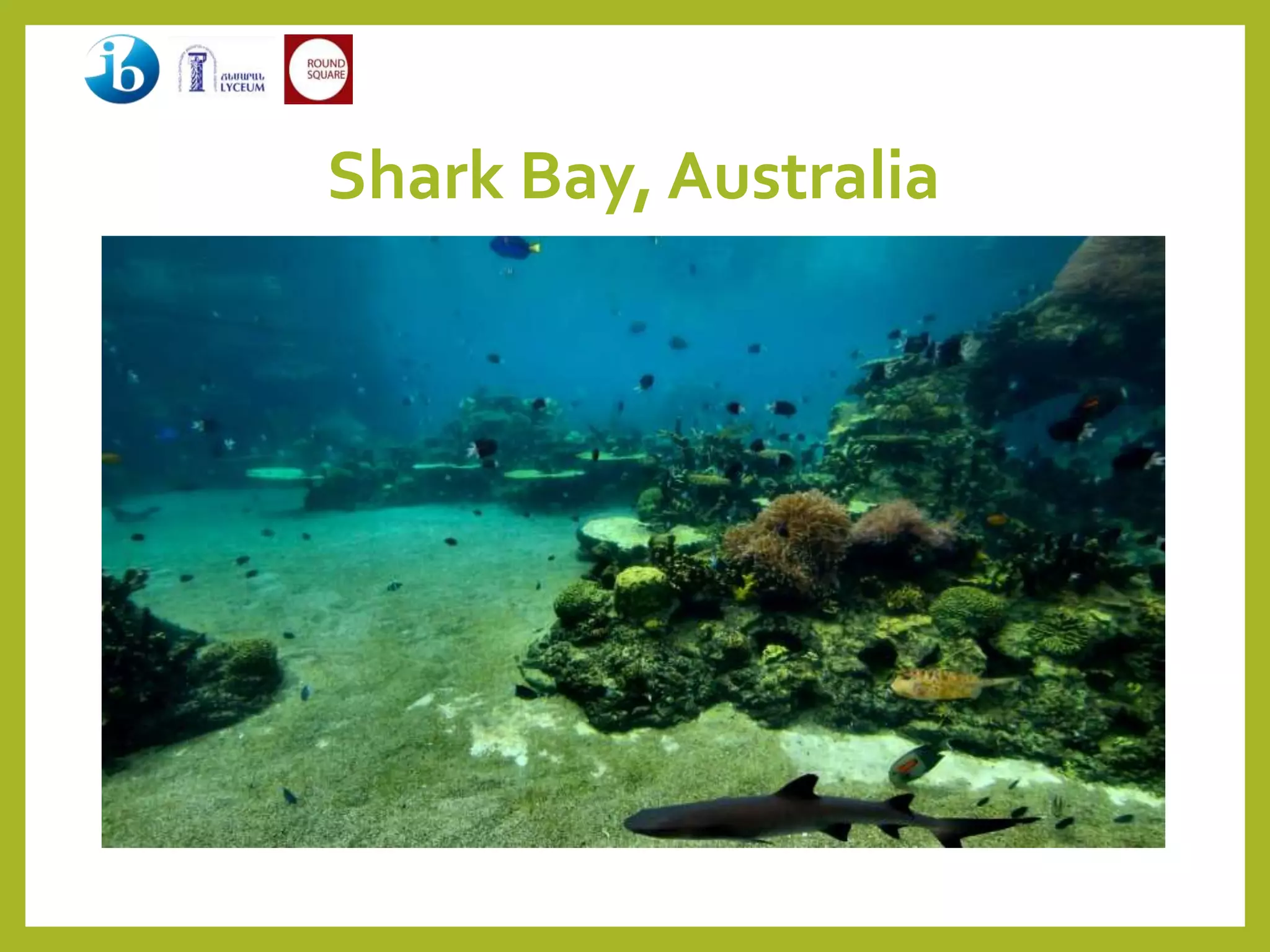 Shark Bay, Australia
 