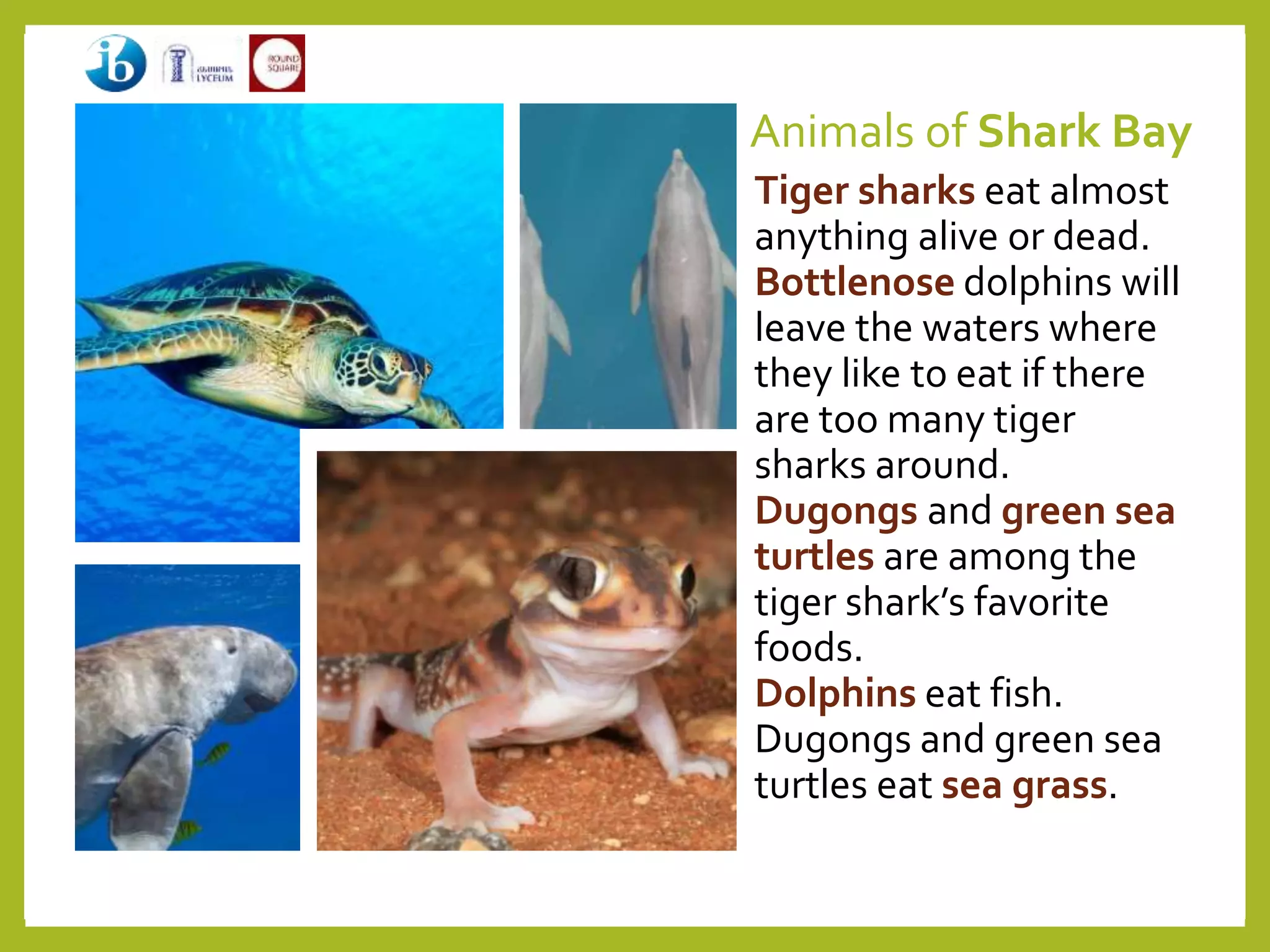 Animals of Shark Bay
Tiger sharks eat almost
anything alive or dead.
Bottlenose dolphins will
leave the waters where
they like to eat if there
are too many tiger
sharks around.
Dugongs and green sea
turtles are among the
tiger shark’s favorite
foods.
Dolphins eat fish.
Dugongs and green sea
turtles eat sea grass.
 