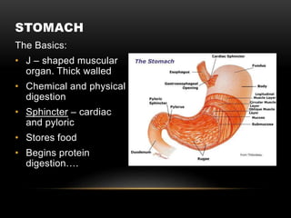 STOMACH
The Basics:
• J – shaped muscular
organ. Thick walled
• Chemical and physical
digestion
• Sphincter – cardiac
and pyloric
• Stores food
• Begins protein
digestion….
 