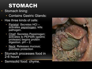 STOMACH
• Stomach lining:
• Contains Gastric Glands:
• Has three kinds of cells:
• Parietal: Secretes HCl –
activates pepsinogen; kills
pathogen.
• Chief: Secretes Pepsinogen;
activates to PEPSIN (gastric
protease) begins protein
digestion. pH – 2.
• Neck: Releases mucous;
provides protection
• Stomach processes food in
2-6 hours
• Semisolid food: chyme.
 