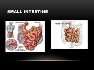 SMALL INTESTINE
 