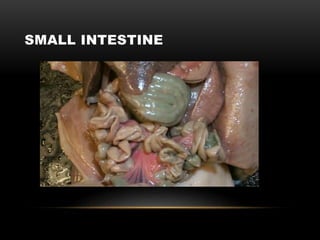 SMALL INTESTINE
 
