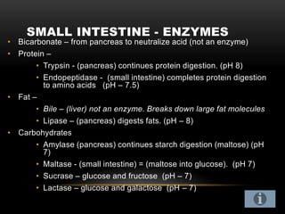 SMALL INTESTINE - ENZYMES
• Bicarbonate – from pancreas to neutralize acid (not an enzyme)
• Protein –
• Trypsin - (pancreas) continues protein digestion. (pH 8)
• Endopeptidase - (small intestine) completes protein digestion
to amino acids (pH – 7.5)
• Fat –
• Bile – (liver) not an enzyme. Breaks down large fat molecules
• Lipase – (pancreas) digests fats. (pH – 8)
• Carbohydrates
• Amylase (pancreas) continues starch digestion (maltose) (pH
7)
• Maltase - (small intestine) = (maltose into glucose). (pH 7)
• Sucrase – glucose and fructose (pH – 7)
• Lactase – glucose and galactose (pH – 7)
 