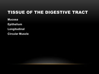 TISSUE OF THE DIGESTIVE TRACT
Mucosa
Epithelium
Longitudinal
Circular Muscle
 