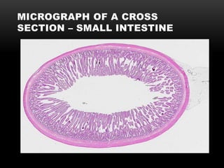 MICROGRAPH OF A CROSS
SECTION – SMALL INTESTINE
 