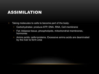 ASSIMILATION
• Taking molecules to cells to become part of the body:
• Carbohydrates: produce ATP, DNA, RNA, Cell membrane
• Fat: Adipose tissue, phospholipids, mitochondrial membranes,
hormones
• Amino acids: cells=proteins. Excessive amino acids are deaminated
by the liver to form urea
 