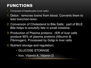 FUNCTIONS
• Composed of hepatocytes (Liver cells):
1. Detox: removes toxins from blood. Converts them to
less toxic/non-toxic.
2. Conversion of Cholesterol to Bile Salts: part of BILE.
Bile helps to emulsify fats in small intestine.
3. Production of Plasma proteins: rER of liver cells
produce 90% of plasma proteins (Albumin &
Fibrinogen). Processed by Golgi in liver cells
4. Nutrient storage and regulation:
• GLUCOSE STORAGE
• Iron, Vitamin A, Vitamin D
 