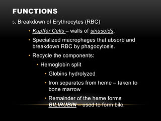 FUNCTIONS
5. Breakdown of Erythrocytes (RBC)
• Kupffer Cells – walls of sinusoids.
• Specialized macrophages that absorb and
breakdown RBC by phagocytosis.
• Recycle the components:
• Hemoglobin split
• Globins hydrolyzed
• Iron separates from heme – taken to
bone marrow
• Remainder of the heme forms
BILIRUBIN – used to form bile.
 